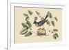 Blue Bird-Mark Catesby-Framed Premium Giclee Print