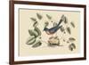 Blue Bird-Mark Catesby-Framed Premium Giclee Print