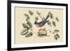 Blue Bird-Mark Catesby-Framed Premium Giclee Print
