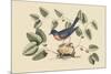 Blue Bird-Mark Catesby-Mounted Premium Giclee Print