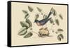 Blue Bird-Mark Catesby-Framed Stretched Canvas