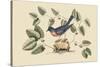 Blue Bird-Mark Catesby-Stretched Canvas