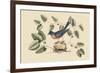 Blue Bird-Mark Catesby-Framed Art Print