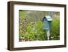 Blue Birdhouse in Flower Garden with Purple Coneflowers and Salvias, Marion County, Illinois-Richard and Susan Day-Framed Photographic Print