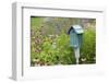Blue Birdhouse in Flower Garden with Purple Coneflowers and Salvias, Marion County, Illinois-Richard and Susan Day-Framed Photographic Print