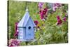 Blue Birdhouse Near Hollyhocks. Marion, Illinois, Usa-Richard ans Susan Day-Stretched Canvas