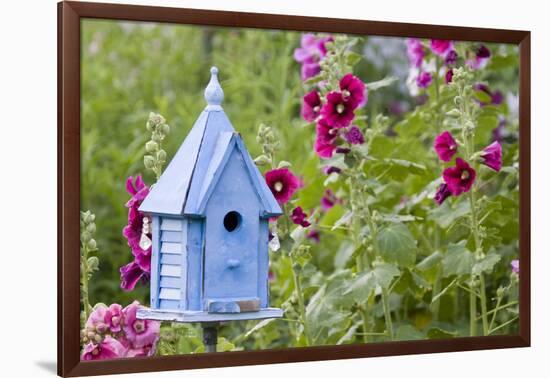 Blue Birdhouse Near Hollyhocks. Marion, Illinois, Usa-Richard ans Susan Day-Framed Photographic Print