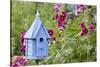 Blue Birdhouse Near Hollyhocks. Marion, Illinois, Usa-Richard ans Susan Day-Stretched Canvas