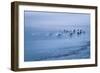 Blue birds-Valda Bailey-Framed Photographic Print