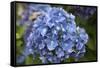 Blue blooming hydrangea flowers, Renton, Washington State, USA-Savanah Stewart-Framed Stretched Canvas