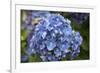 Blue blooming hydrangea flowers, Renton, Washington State, USA-Savanah Stewart-Framed Photographic Print