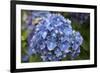 Blue blooming hydrangea flowers, Renton, Washington State, USA-Savanah Stewart-Framed Photographic Print