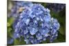 Blue blooming hydrangea flowers, Renton, Washington State, USA-Savanah Stewart-Mounted Photographic Print