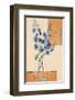 Blue Blossom II-Bjoern Baar-Framed Art Print