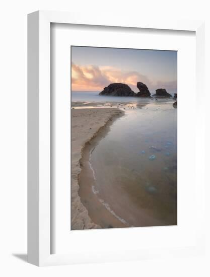 Blue Blubber Jelliyfish at Sunrise-lovleah-Framed Photographic Print
