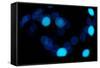 Blue Bokeh II-Erin Berzel-Framed Stretched Canvas