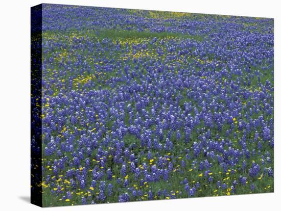 Blue Bonnets and Arnica, North of Marble Falls, Texas, USA-Darrell Gulin-Stretched Canvas