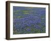 Blue Bonnets and Arnica, North of Marble Falls, Texas, USA-Darrell Gulin-Framed Photographic Print