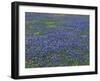 Blue Bonnets and Arnica, North of Marble Falls, Texas, USA-Darrell Gulin-Framed Photographic Print