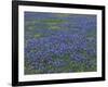 Blue Bonnets and Arnica, North of Marble Falls, Texas, USA-Darrell Gulin-Framed Photographic Print