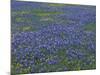 Blue Bonnets and Arnica, North of Marble Falls, Texas, USA-Darrell Gulin-Mounted Photographic Print