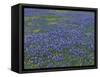 Blue Bonnets and Arnica, North of Marble Falls, Texas, USA-Darrell Gulin-Framed Stretched Canvas