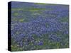 Blue Bonnets and Arnica, North of Marble Falls, Texas, USA-Darrell Gulin-Stretched Canvas