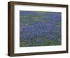 Blue Bonnets and Arnica, North of Marble Falls, Texas, USA-Darrell Gulin-Framed Photographic Print