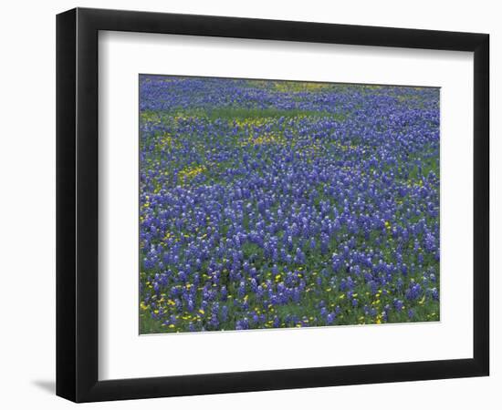 Blue Bonnets and Arnica, North of Marble Falls, Texas, USA-Darrell Gulin-Framed Photographic Print