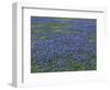 Blue Bonnets and Arnica, North of Marble Falls, Texas, USA-Darrell Gulin-Framed Photographic Print