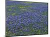 Blue Bonnets and Arnica, North of Marble Falls, Texas, USA-Darrell Gulin-Mounted Photographic Print