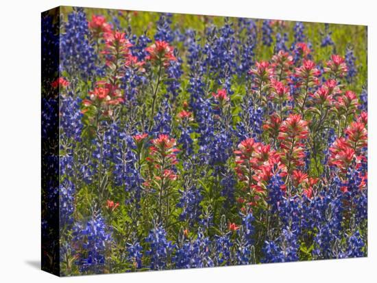 Blue Bonnets and Indian Paint Brush, Texas Hill Country, Texas, USA-Darrell Gulin-Stretched Canvas