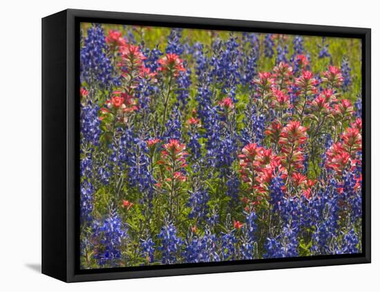 Blue Bonnets and Indian Paint Brush, Texas Hill Country, Texas, USA-Darrell Gulin-Framed Stretched Canvas
