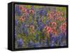 Blue Bonnets and Indian Paint Brush, Texas Hill Country, Texas, USA-Darrell Gulin-Framed Stretched Canvas