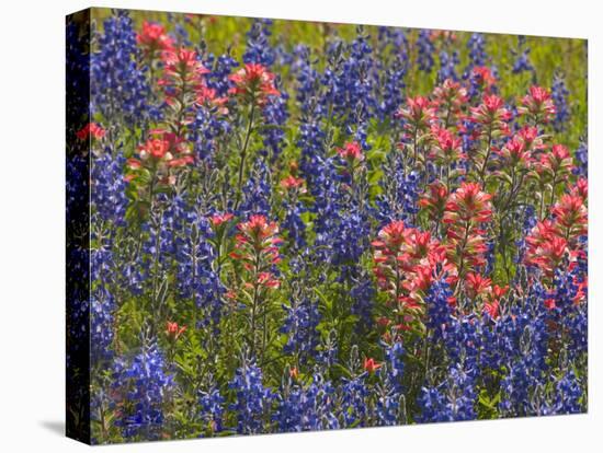 Blue Bonnets and Indian Paint Brush, Texas Hill Country, Texas, USA-Darrell Gulin-Stretched Canvas