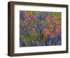 Blue Bonnets and Indian Paint Brush, Texas Hill Country, Texas, USA-Darrell Gulin-Framed Photographic Print