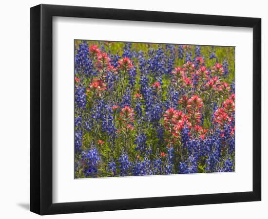 Blue Bonnets and Indian Paint Brush, Texas Hill Country, Texas, USA-Darrell Gulin-Framed Photographic Print