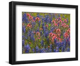 Blue Bonnets and Indian Paint Brush, Texas Hill Country, Texas, USA-Darrell Gulin-Framed Photographic Print