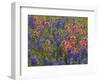 Blue Bonnets and Indian Paint Brush, Texas Hill Country, Texas, USA-Darrell Gulin-Framed Photographic Print