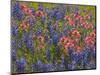 Blue Bonnets and Indian Paint Brush, Texas Hill Country, Texas, USA-Darrell Gulin-Mounted Photographic Print