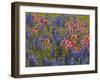 Blue Bonnets and Indian Paint Brush, Texas Hill Country, Texas, USA-Darrell Gulin-Framed Photographic Print