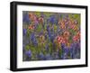 Blue Bonnets and Indian Paint Brush, Texas Hill Country, Texas, USA-Darrell Gulin-Framed Photographic Print