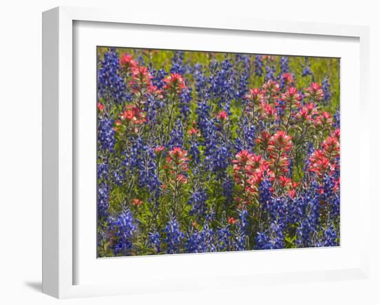 Blue Bonnets and Indian Paint Brush, Texas Hill Country, Texas, USA-Darrell Gulin-Framed Photographic Print