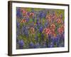 Blue Bonnets and Indian Paint Brush, Texas Hill Country, Texas, USA-Darrell Gulin-Framed Photographic Print