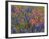 Blue Bonnets and Indian Paint Brush, Texas Hill Country, Texas, USA-Darrell Gulin-Framed Photographic Print