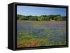 Blue Bonnets and Indian Paintbrush with Oak Trees in Distance, Near Independence, Texas, USA-Darrell Gulin-Framed Stretched Canvas