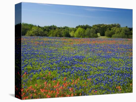 Blue Bonnets and Indian Paintbrush with Oak Trees in Distance, Near Independence, Texas, USA-Darrell Gulin-Stretched Canvas