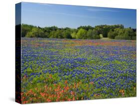 Blue Bonnets and Indian Paintbrush with Oak Trees in Distance, Near Independence, Texas, USA-Darrell Gulin-Stretched Canvas