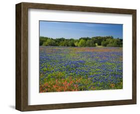 Blue Bonnets and Indian Paintbrush with Oak Trees in Distance, Near Independence, Texas, USA-Darrell Gulin-Framed Photographic Print