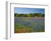 Blue Bonnets and Indian Paintbrush with Oak Trees in Distance, Near Independence, Texas, USA-Darrell Gulin-Framed Photographic Print